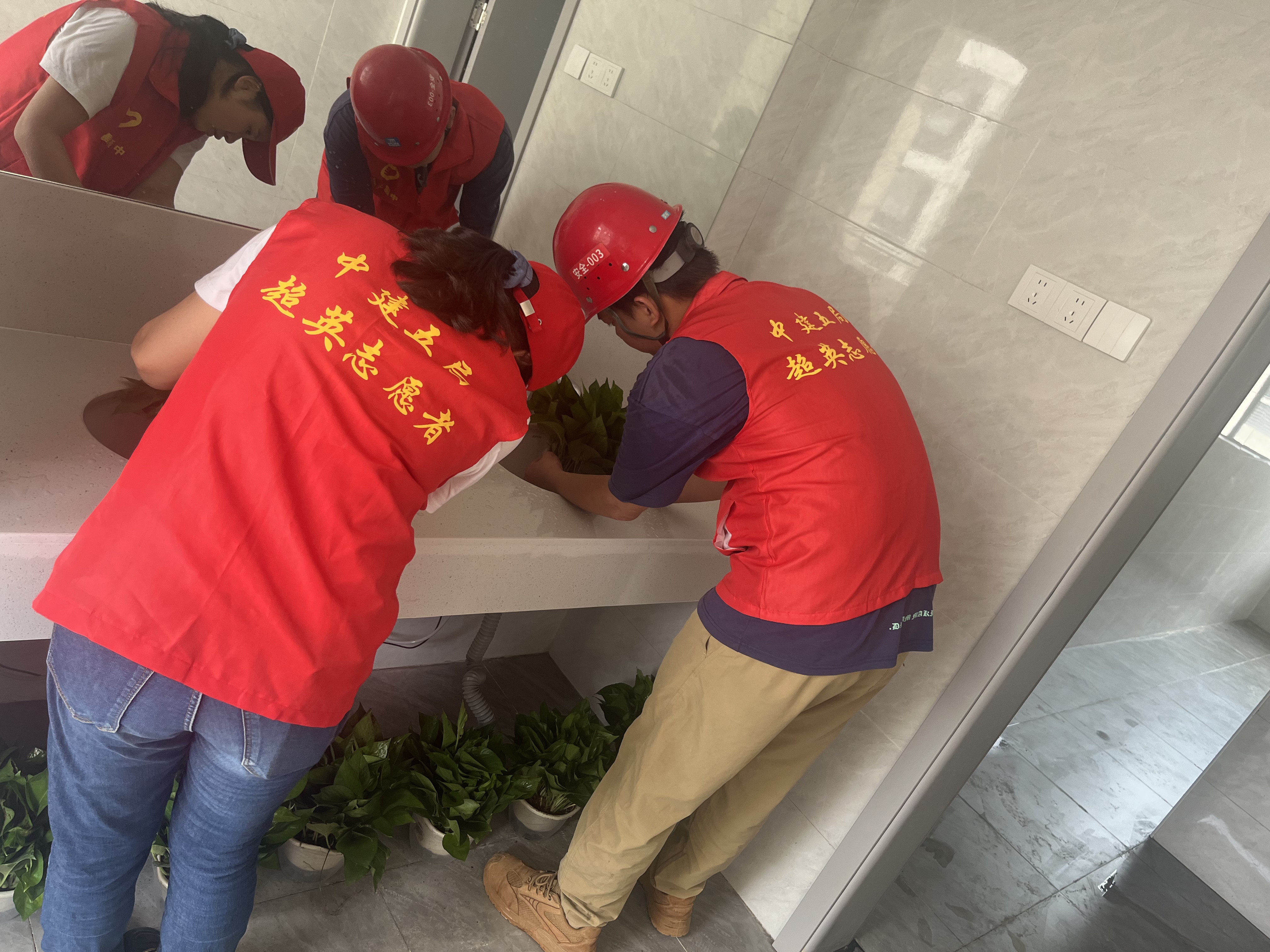 绿萝.jpg